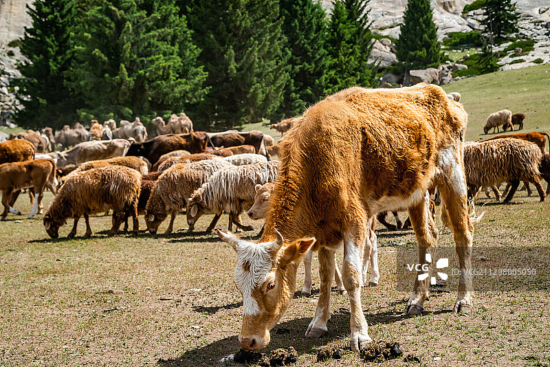 新疆可可托海畜牧区图片素材