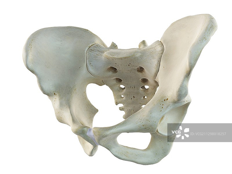 髂骨和骶骨，艺术作品图片素材