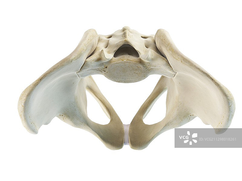 髂骨和骶骨，艺术作品图片素材