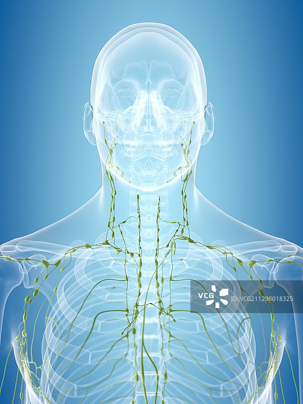 人体淋巴系统艺术图图片素材