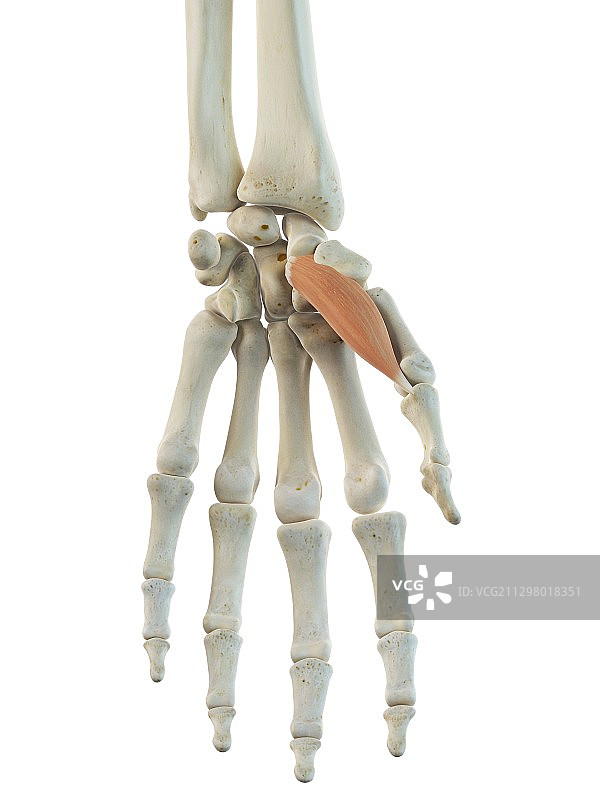 手部肌肉艺术作品图片素材