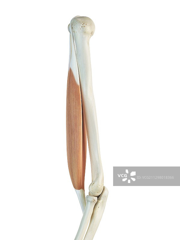 二头肌肌腱，艺术作品图片素材