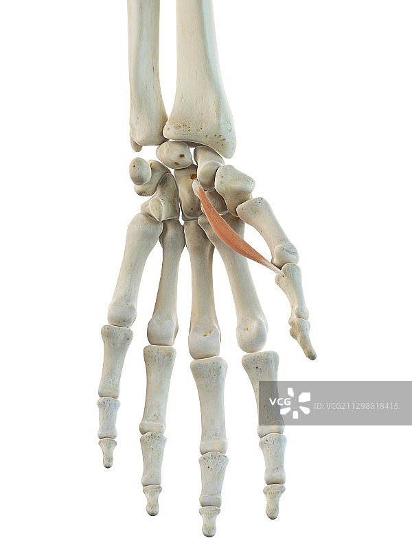 手部肌肉艺术作品图片素材