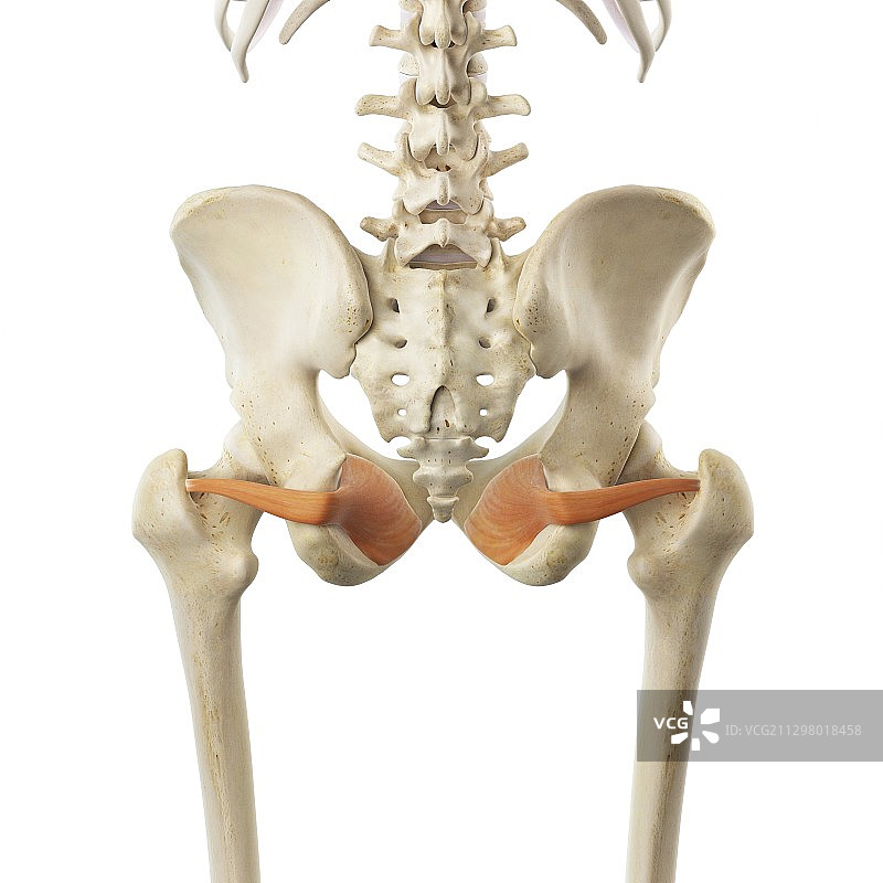 盆底肌，艺术作品图片素材