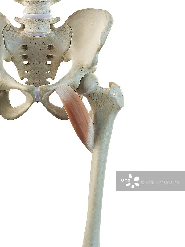 大腿肌肉艺术作品图片素材