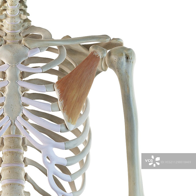 胸肌艺术作品图片素材