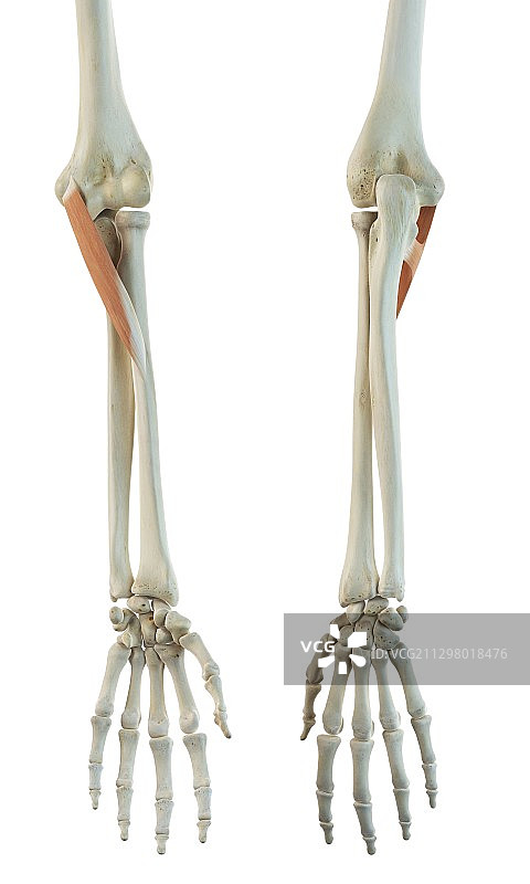 手臂肌肉，艺术作品图片素材