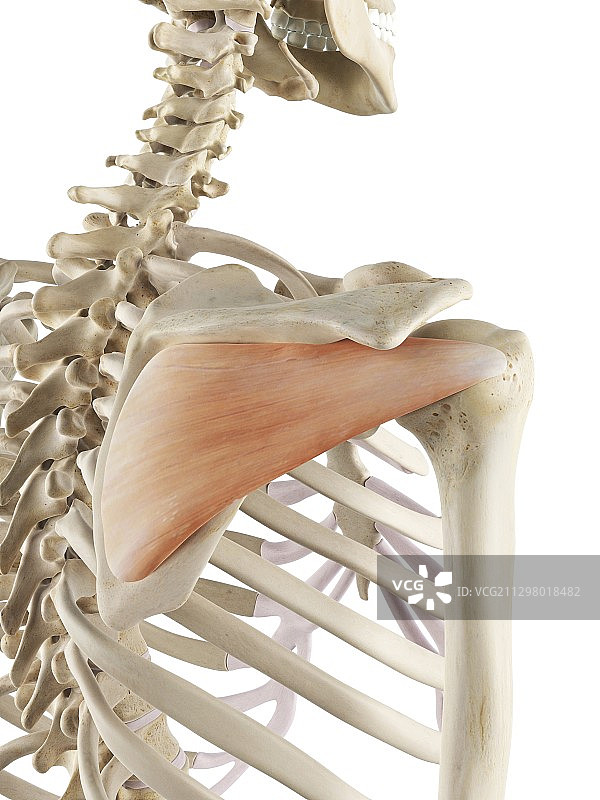 肩部肌肉图片素材