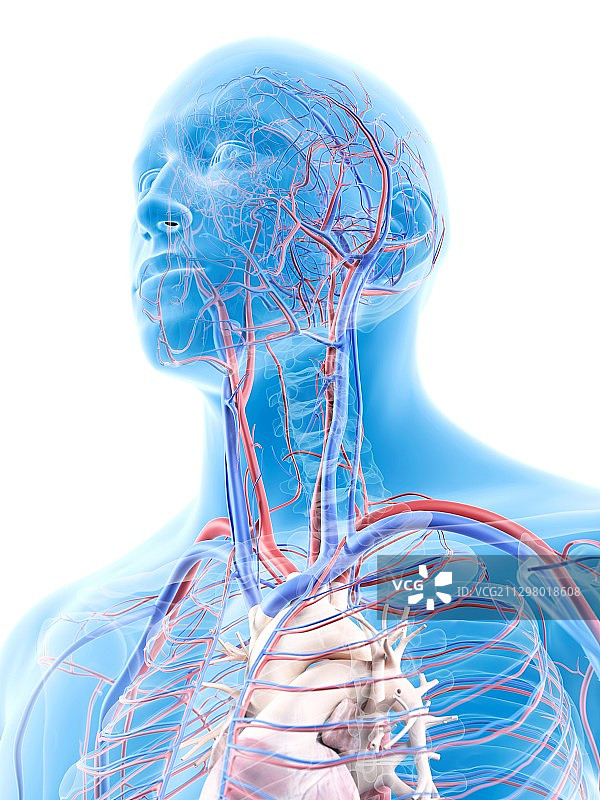 头部血管系统，艺术作品图片素材
