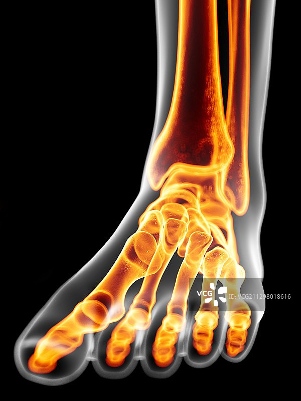 人类足骨艺术图图片素材