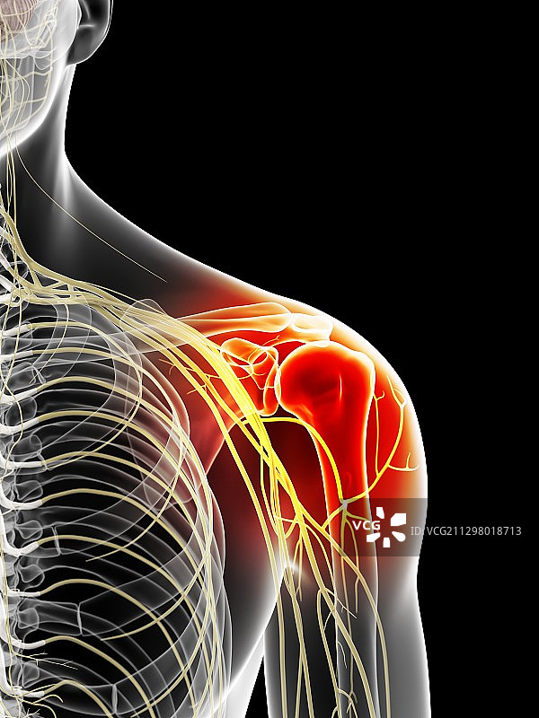 人类肩部神经结构图图片素材