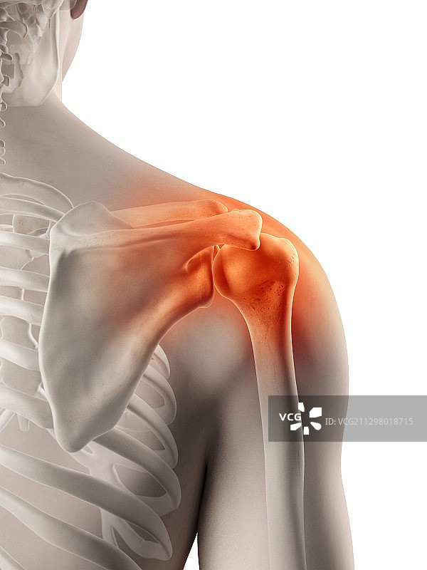 人类肩关节医学插画图片素材