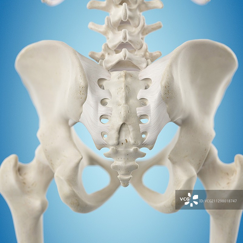 盆骨韧带艺术图图片素材