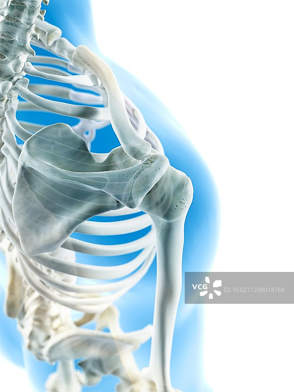 人类肩关节医学插画图片素材