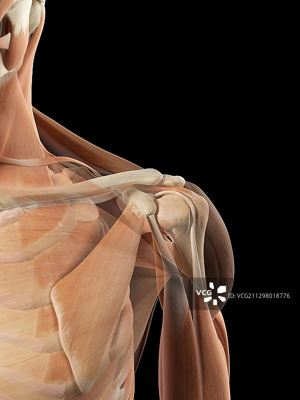 人类肩部肌肉图片素材