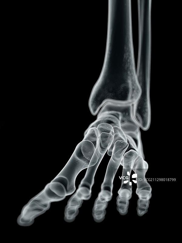 人类足骨艺术图图片素材