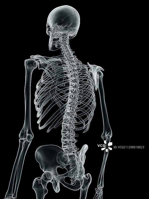 人类的脊椎,艺术品图片素材