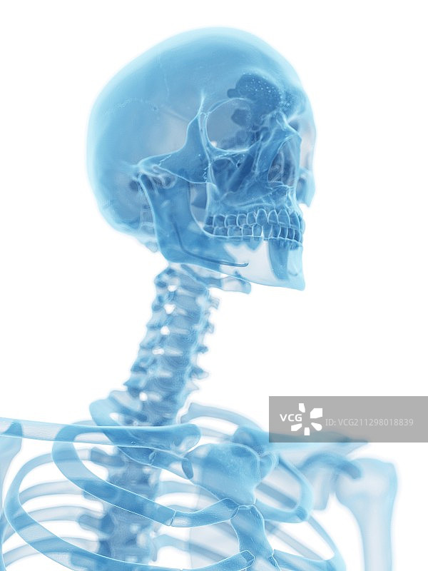 人类颅骨和颈部艺术图图片素材