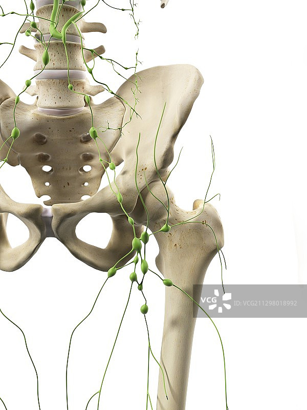 淋巴系统、艺术品图片素材