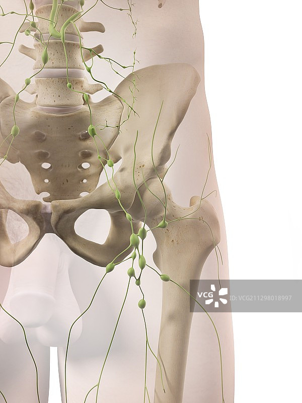 淋巴系统、艺术品图片素材