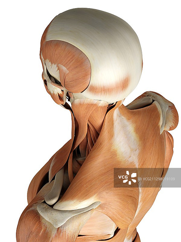 头颈部肌肉结构图图片素材