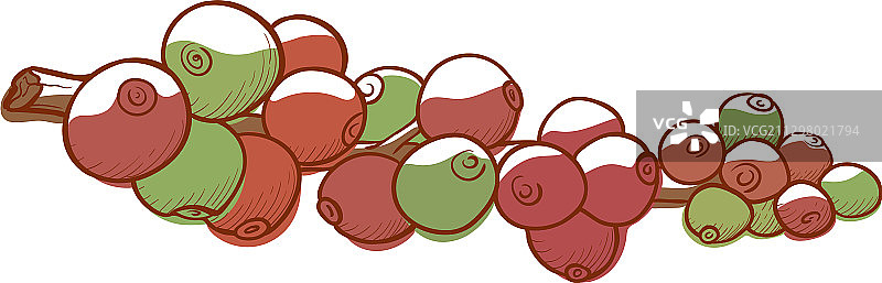 咖啡果实图标，树枝上的天然浆果图片素材