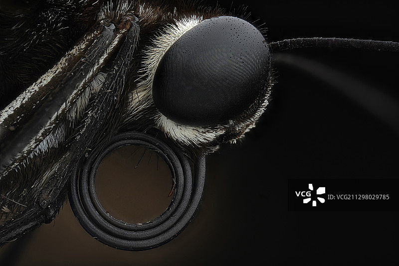 蝴蝶口器图片素材