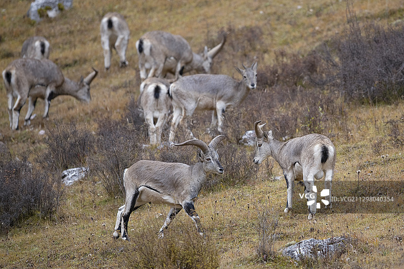 中国青海昂赛自然保护区的蓝绵羊图片素材