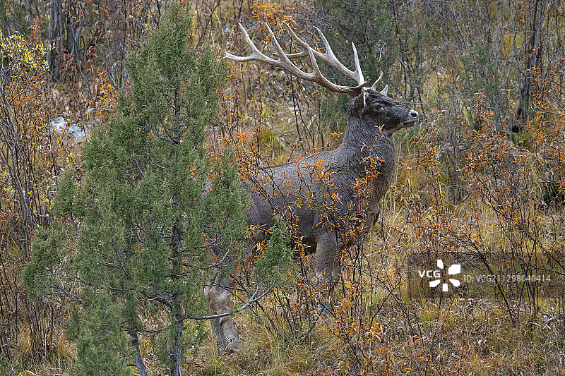 中国青海的白唇鹿图片素材