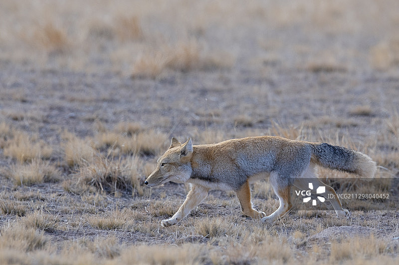 藏狐，青海，中国图片素材