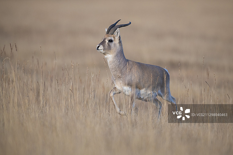 普氏原羚，中国青海藏族聚居区图片素材