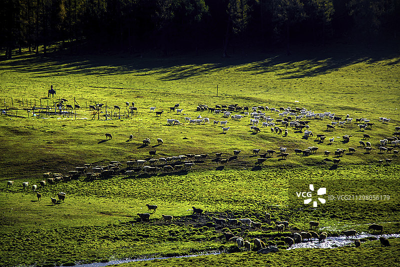 新疆牧民放牧 转场图片素材