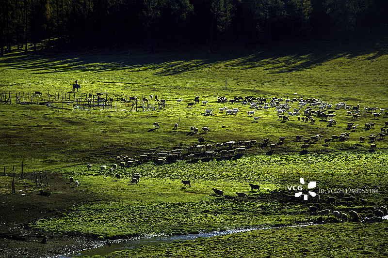 新疆牧民放牧 转场图片素材