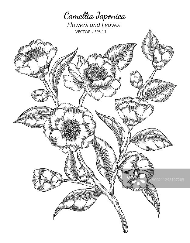 山茶花花叶手绘图图片素材