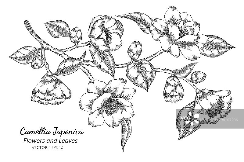 山茶花花叶手绘图图片素材