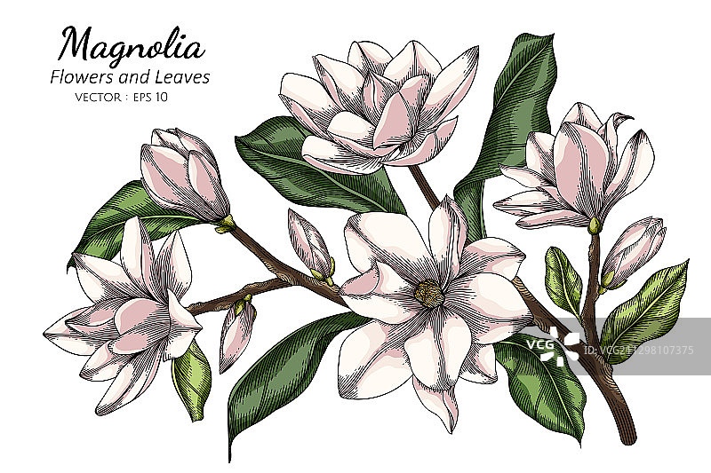 白色玉兰花叶线条画图片素材