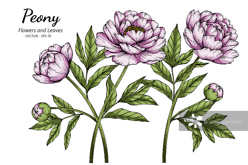 粉色牡丹花叶线条画图片素材