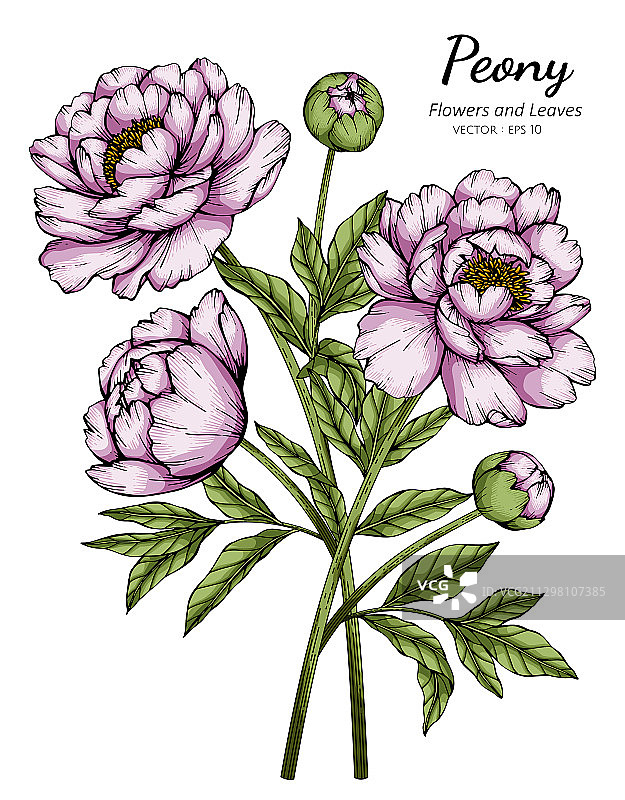 粉色牡丹花叶线条画图片素材