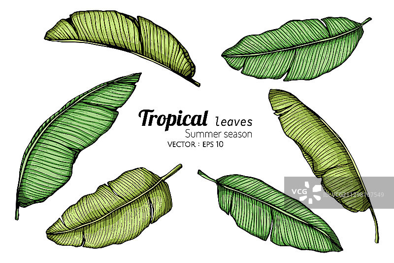 白色背景下的香蕉叶线条画图片素材