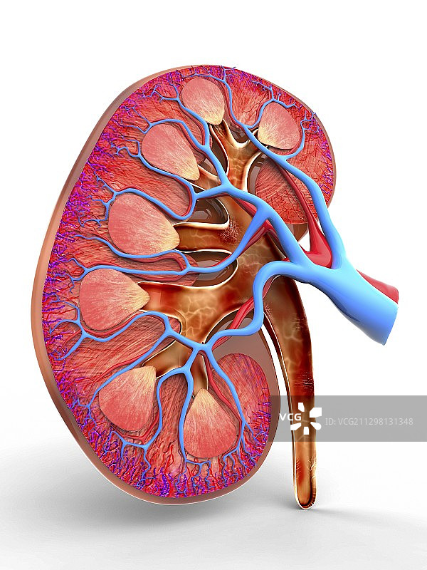 人类肾脏切面电脑图图片素材