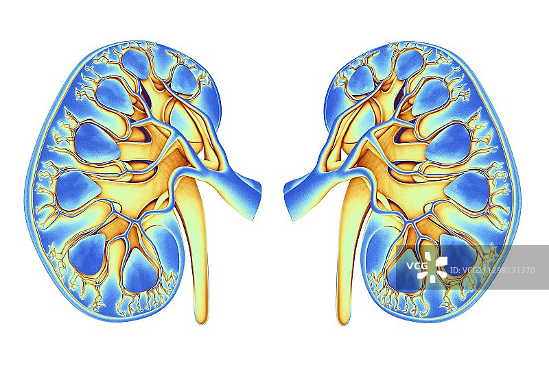 人类肾脏艺术作品图片素材