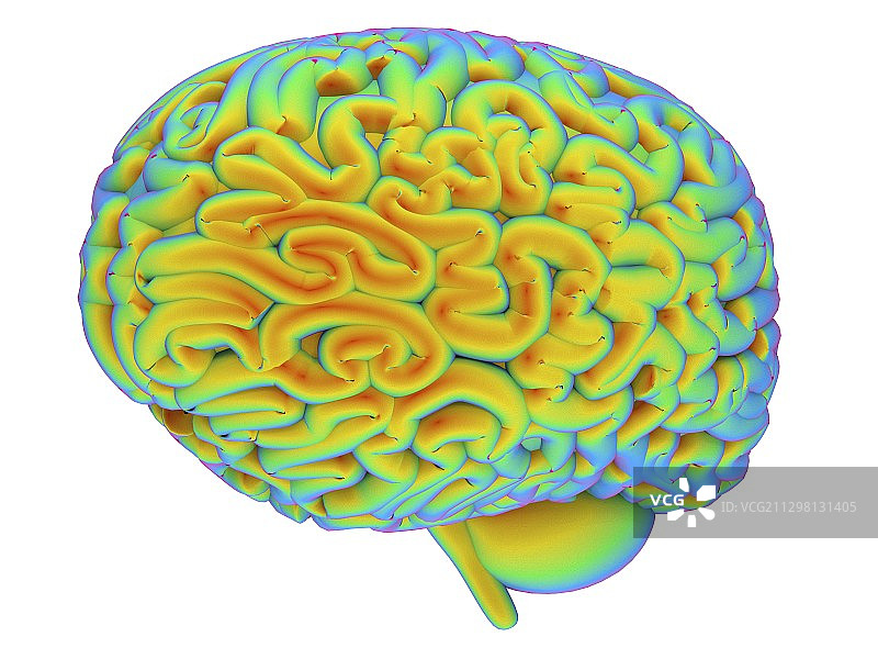 人类大脑、艺术品图片素材