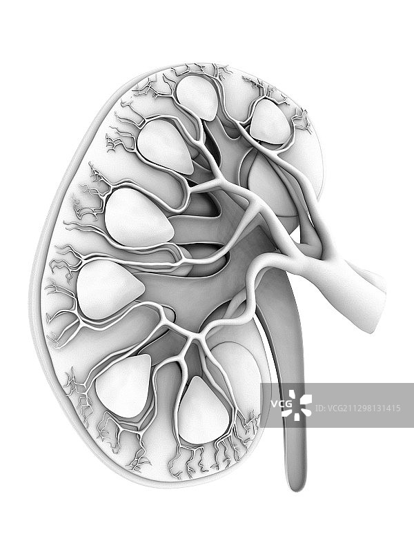 人类肾脏切面电脑图图片素材