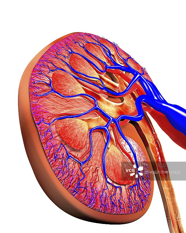 人类肾脏切面电脑图图片素材