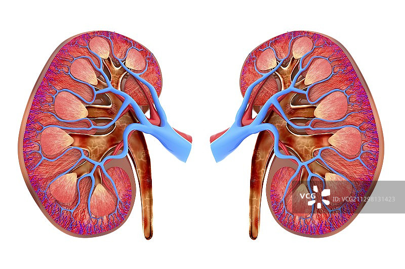人类肾脏艺术作品图片素材