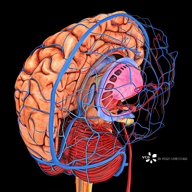 大脑的血液供应艺术图图片素材