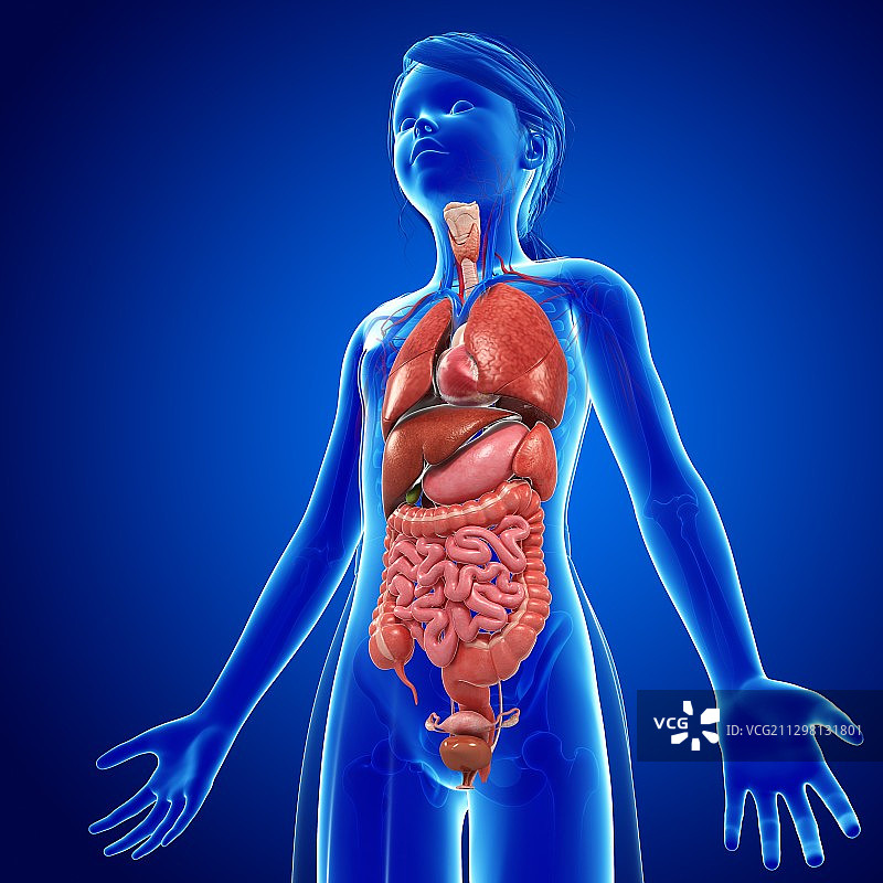 女性解剖,插图图片素材