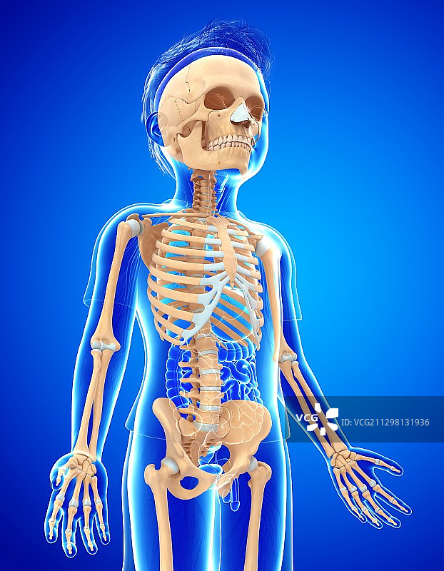 儿童骨骼系统插图图片素材