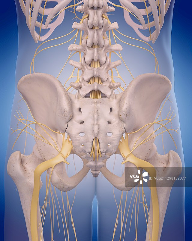坐骨神经图片素材