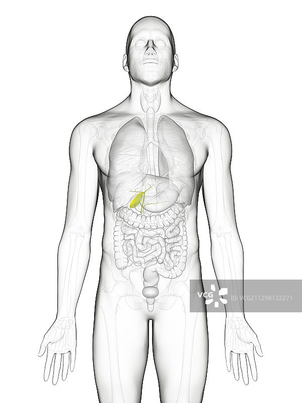 人胆囊图片素材